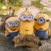 foto minions