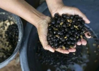 Kopi yang berasal dari feses gajah. (antaranews.com)