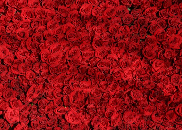 Bunga mawar. (pixabay.com/DrCarl)