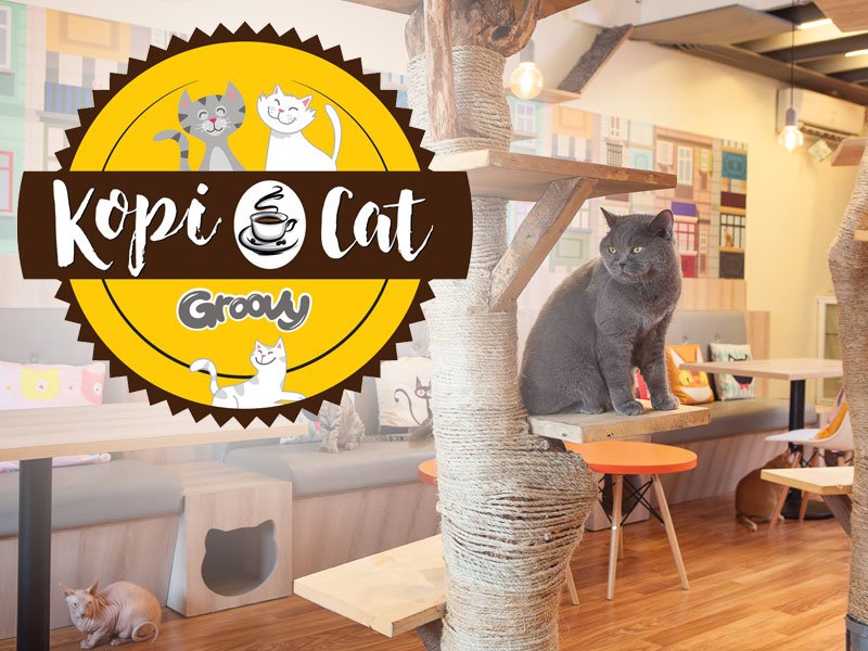 Bersantai dengan Teman Mungil di Kopi Cat Café - ULTIMAGZ ONLINE