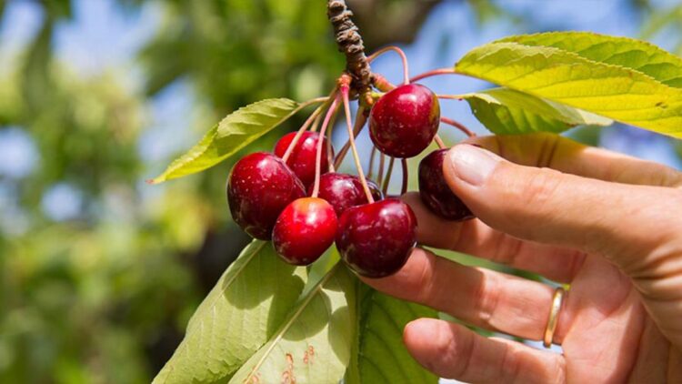 Istilah Cherry Picking