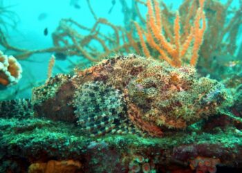 Potret stonefish, ikan yang sering dijuluki sebagai ikan paling beracun sedunia. (scuba-plus.com)