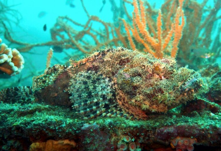 Potret stonefish, ikan yang sering dijuluki sebagai ikan paling beracun sedunia. (scuba-plus.com)