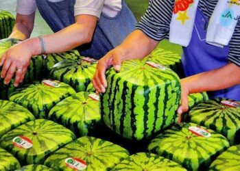 Semangka kubus, salah satu buah hasil rekayasa genetika. (Foto: pinterest.com)