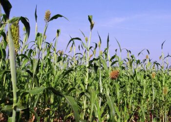 Ilustrasi sorgum. (Pixabay/Bishnu Sarangi)