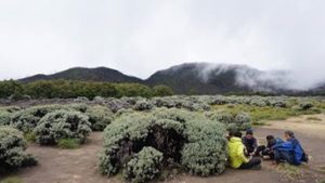 Hamparan tanaman edelweis di Tegal Alun.