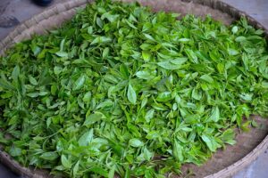Foto daun teh hijau. (pixabay.com/PatricioHurtado)