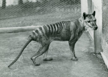Harimau Tasmania terakhir di Kebun Binatang Beaumaris, Hobart, September 1936. (museumsvictoria.com.au)