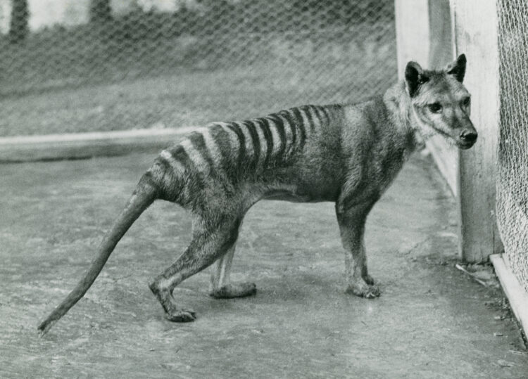 Harimau Tasmania terakhir di Kebun Binatang Beaumaris, Hobart, September 1936. (museumsvictoria.com.au)