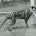Harimau Tasmania terakhir di Kebun Binatang Beaumaris, Hobart, September 1936. (museumsvictoria.com.au)